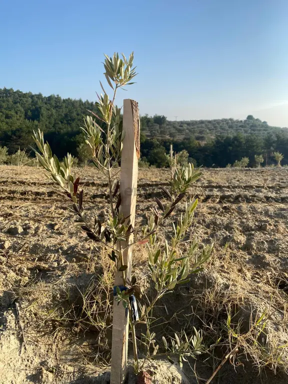 Nihal Bele'den Manisa Saruhanlı'da Zeytinli Tarla Bağ