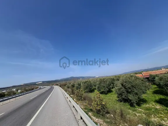 Akhisar Süleymanlı Fahri Sertel Emlaktan Satılık Zeytinlik 1