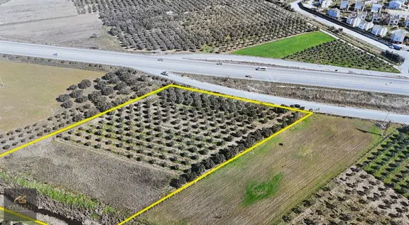 Medar Villalar Bölgesi'nde Anayola Cepheli 10.076 M² Zeytinlik 2