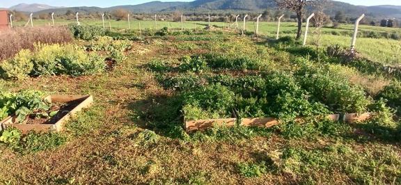 Bodrum Da Hazır Çiftlik 5855 M2 Yola Cepheli Yaşam Evi 2
