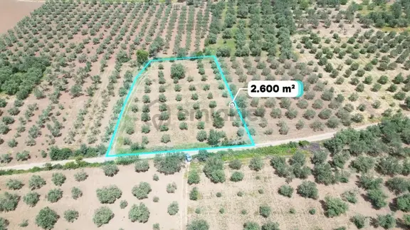 Rızai-taksimi Yapılmış 2625m² Yol Cepheli Zeytinlik 2