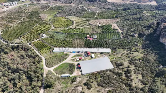 Mersın Hamzabeylı, 75.000 Kapasıtelı Tam Otomatık Tavuk Cıftlıgı 2