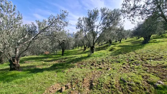 Şahinler Köyüne 900 M Kuyulu, Yol Sorunsuz Deniz Manzaralı Zeytinlik 2