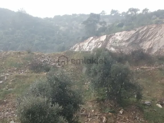 İzmir Torbalı Gold Emlaktan Yakapınarda Satılık Zeytinlik 2