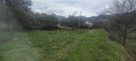 Elvan Özçelik'den Ören Kalem'de Satılık Zeytinli Tarla 1