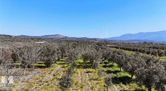 Balıkesir İzmir Yoluna 0 Konumda Satılık Zeytinlik 1