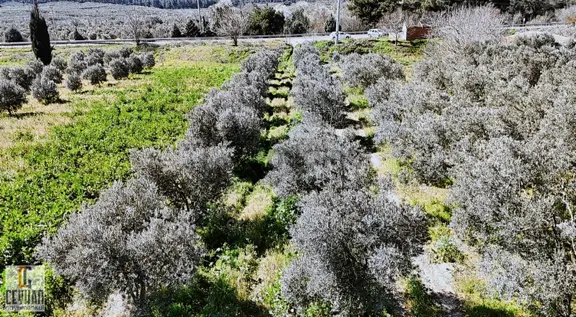 Balıkesir İzmir Yoluna 0 Konumda Satılık Zeytinlik 2