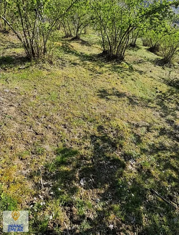 İnanç Emlaktan Keşap Düzköyde Satılık Fındık Bahçesi 2