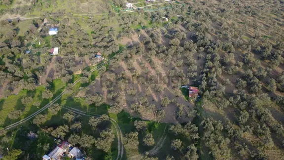 Aşağışakranda Uygulama İçerisinde İmara Açılacak 2400m2 Zeytinli 2