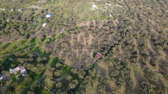Aşağışakranda Uygulama İçerisinde İmara Açılacak 2400m2 Zeytinli 1