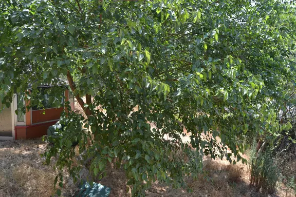 Çekmeköy Reşadiye 800 M2 Arsa İcinde 3 Katlı Kiralık Villa