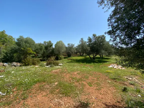 Kepez Çamlıca'da Satılık Zeytin Bahçeli Arazi (4413 M²) 2