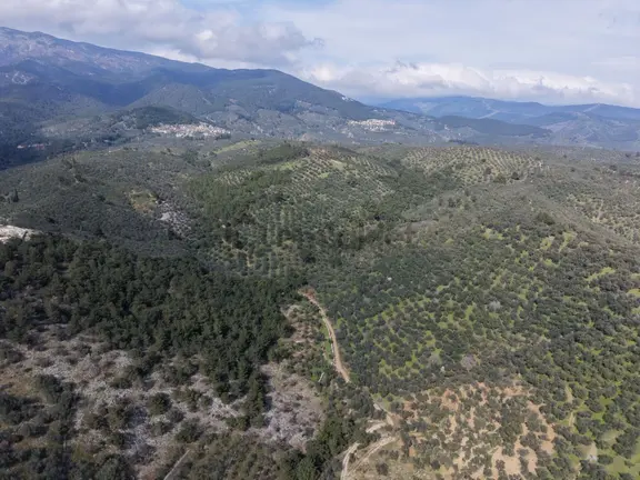 ▀mera Emlaktan Beyoba Köyü Müstakil Tapulu 6.650m2 Zeytinlik 2