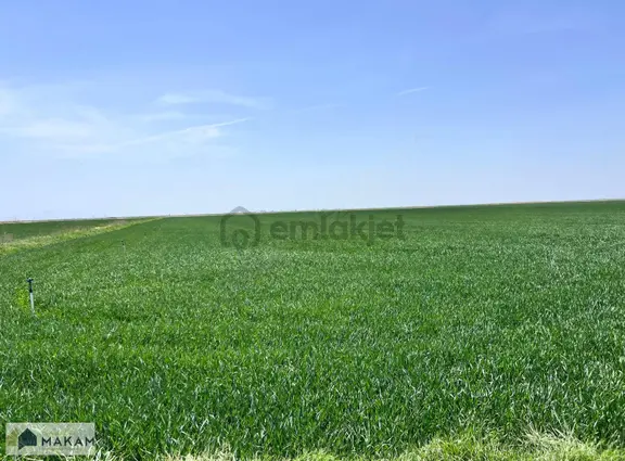 Karatay Zivecik'te 114.750m2 Müstakil Tapulu Satılık Tarla 1