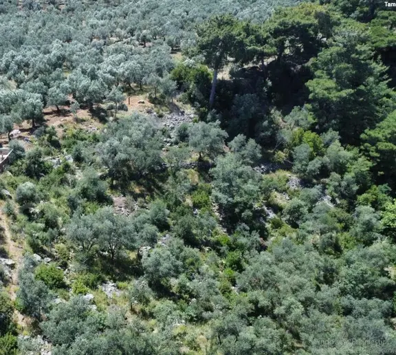 Avcılar Üstü Arıtaşında Zeytinlik 1