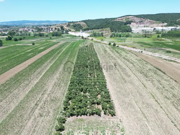 Kurudilde 10.978 M2 Satılık Fındık Bahçesi 1