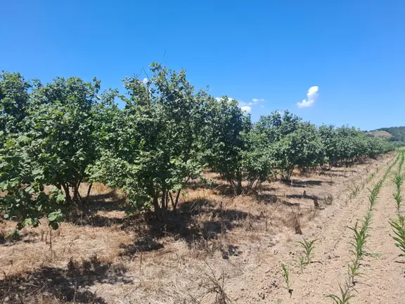 Kurudilde 10.978 M2 Satılık Fındık Bahçesi 2