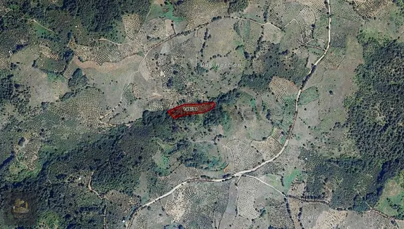 Bölge'den Yığılcada 3.350 M2 Müstakil Tapulu Fındık Bahçesi 2