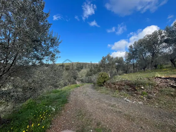 Seferihisar Gödence Satılık 7975 M2 Yatırımlık Bedava Tarla 2