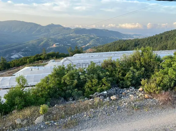 Alanya Hacıkerimler Mah.kale Mevkii Satılık 4920 M2 Tarla 2