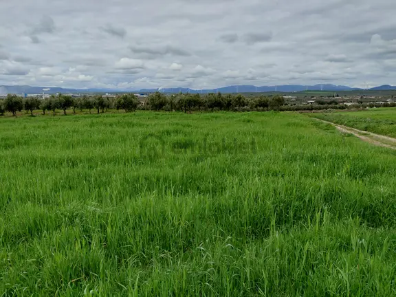 Kayalıoğlun Da Satılık Yatırımlık İmara Yakın 2.700 M2 Arazi 6.700.000 Tl 2