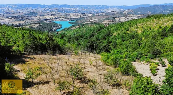 Furkan Demir'den Karamürsel Çamdibi 5900 M2 Satılık Fırsat Bahçe 2