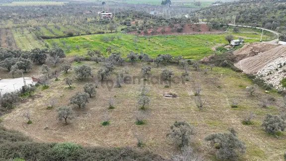 Ortaklar'da Izmır Yolu Üzerınde Satılık Incır Ve Zeytın Bahçesı 1