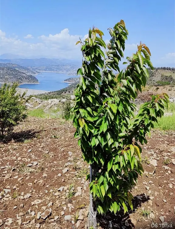 Sarıçukurda Süper Konumda Yazlık Villa Yeri 2