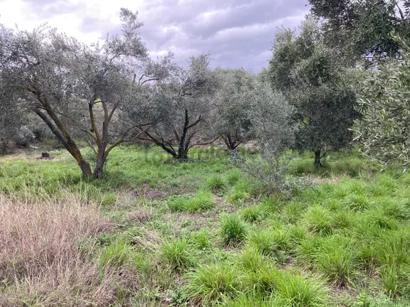 Daire Takaslı Sulu Zeytin Bahçesi 12.500 M2 2