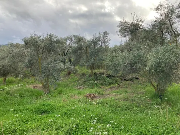 Daire Takaslı Sulu Zeytin Bahçesi 12.500 M2 1