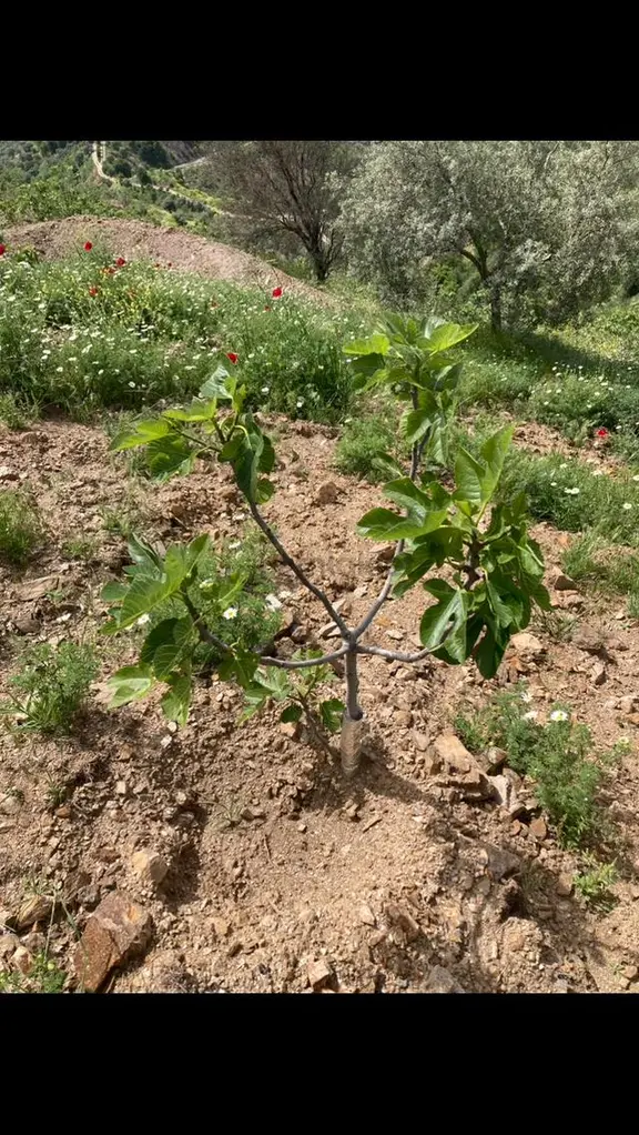 Yaylapınar Mahallesinde Satılık 5 Dönüm Manzaralı İncir Bahçesi 1
