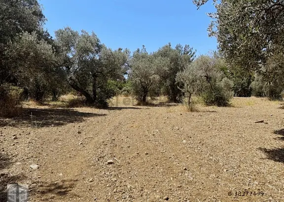 İzmir Selçuk Gökçealan Köyünde 3389 M2 Düz Zeytinlik 2