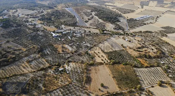 İzmir Aliağa Güzelhisar Satılık Zeytinlik 2