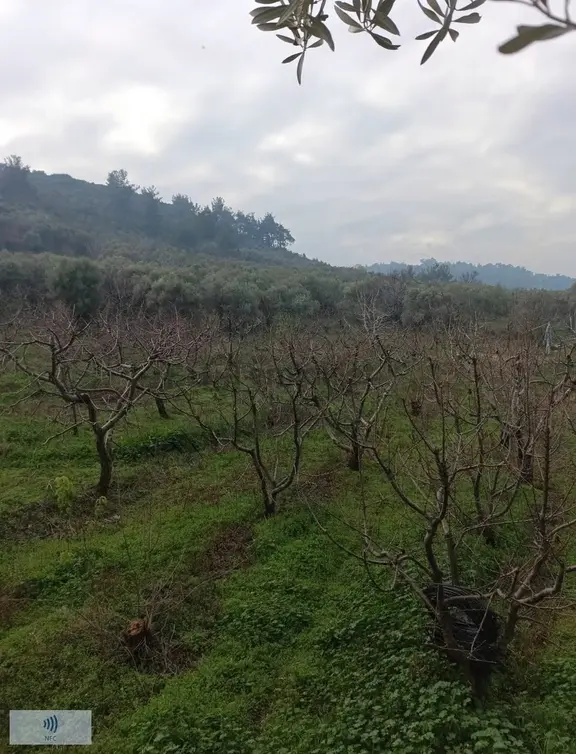 Satılık Kemalpaşa Gökçeyurt'ta Zeytinli Bağ 1