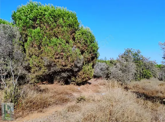 Erdek Karşıyaka Şahlan Emlaktan 4250 M2 Zeytinlik 2