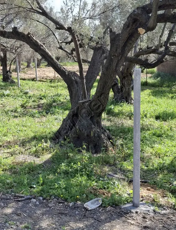 Foça Yeni Köyde 273 M2 Zeytinli Bahçe Satılık 2