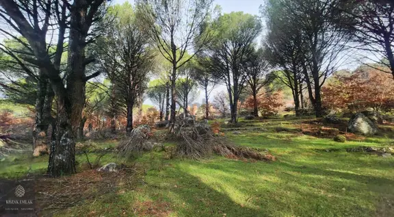 Satılık Fıstık Çamlı Tarla: İzmir Bergama Kozak, 2.977 M² 2