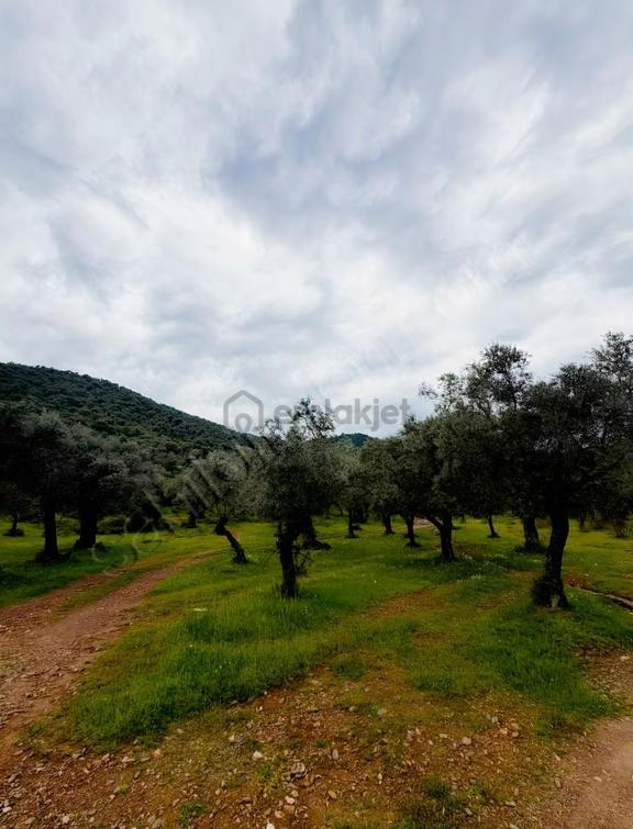 My - Derince'de Resmi Yolu Olan 52 Dönüm Zeytinlik 2