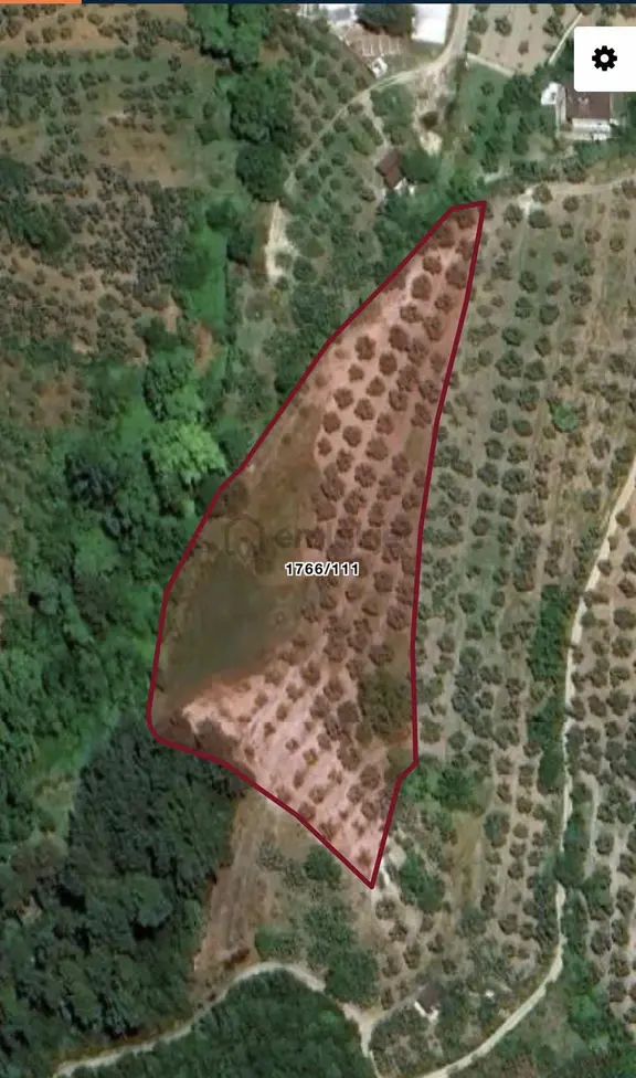 Imk Immobılıen By Berce- Işıklıda 4372 M2 Satılık Zeytinlik 2
