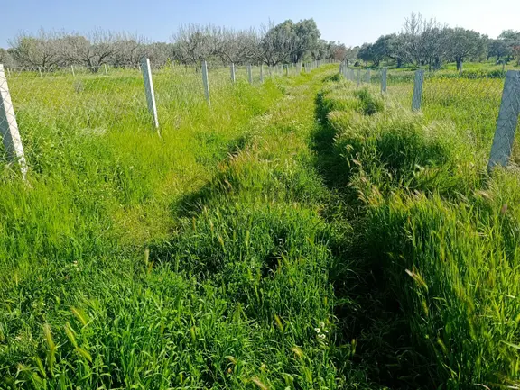 Torbalı Dirmil Mahallesi'nde 1848m2 Satılık Bağ 2