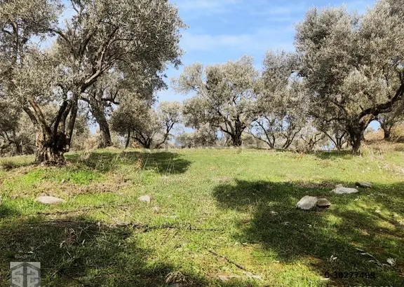 İzmir Selçuk Şirince Köynde 2400 M2 Zeytinlik 2
