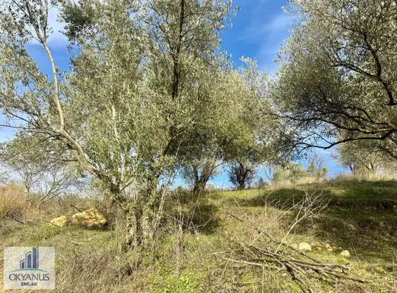 Osmancalı Da 950 M2 Zeytinlik, 24 Adet Trilye 1