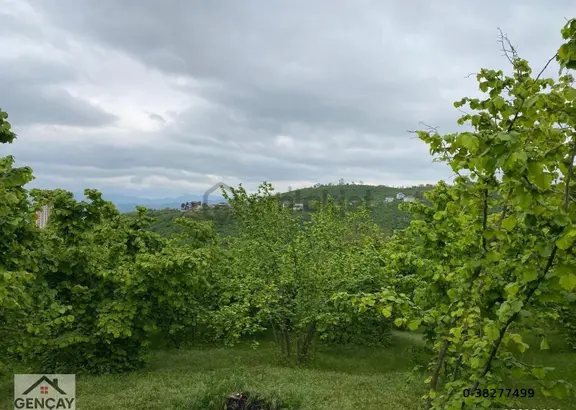 Acil İmar Sınırında Arazi Fatsa Toki Yanı 2
