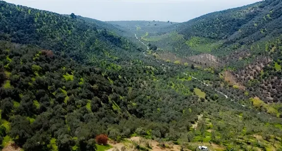 Asos Da Denize Yakın Yatırımlık Zeytinlik 1