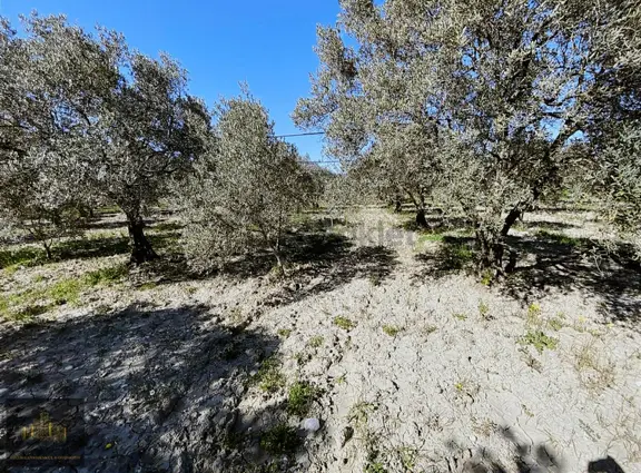 Manisa Akhisar Süleymanlıda Satılık 2800 M2 Fırsat Zeytinlik!! 2