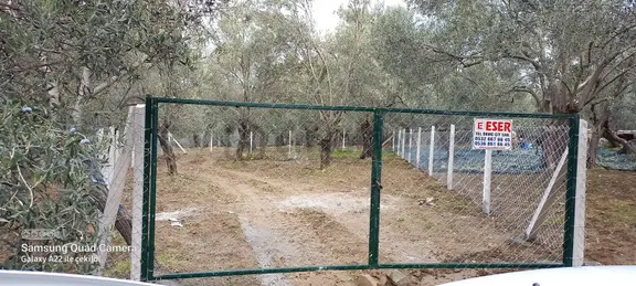 Kavuşturan Emlak'tan Havran Fora Zeytinci Mevkii Satılık Zeytinl 2