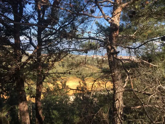 Satılık Zeytinlik 1
