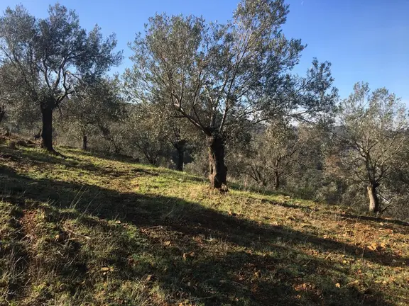 Satılık Zeytinlik 2