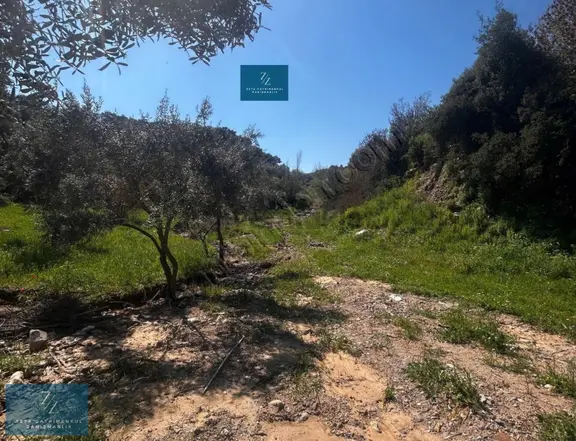 Seta Gayrimenkul |musluca'da Satılık 7266m² Tarla 1