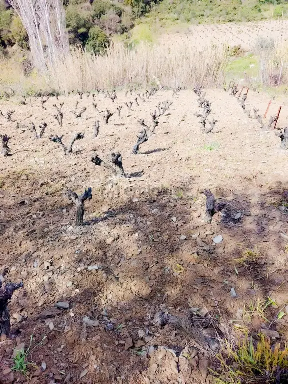 Güzelbahçe Payamlı'da Satılık Dere Kenarında Bağ 2